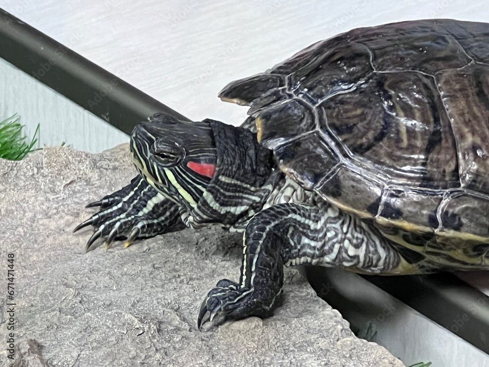 Redeared turtle or yellowBellied lat. Trachemys scripta stripped