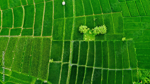 Rice Field With Tree In The Middle