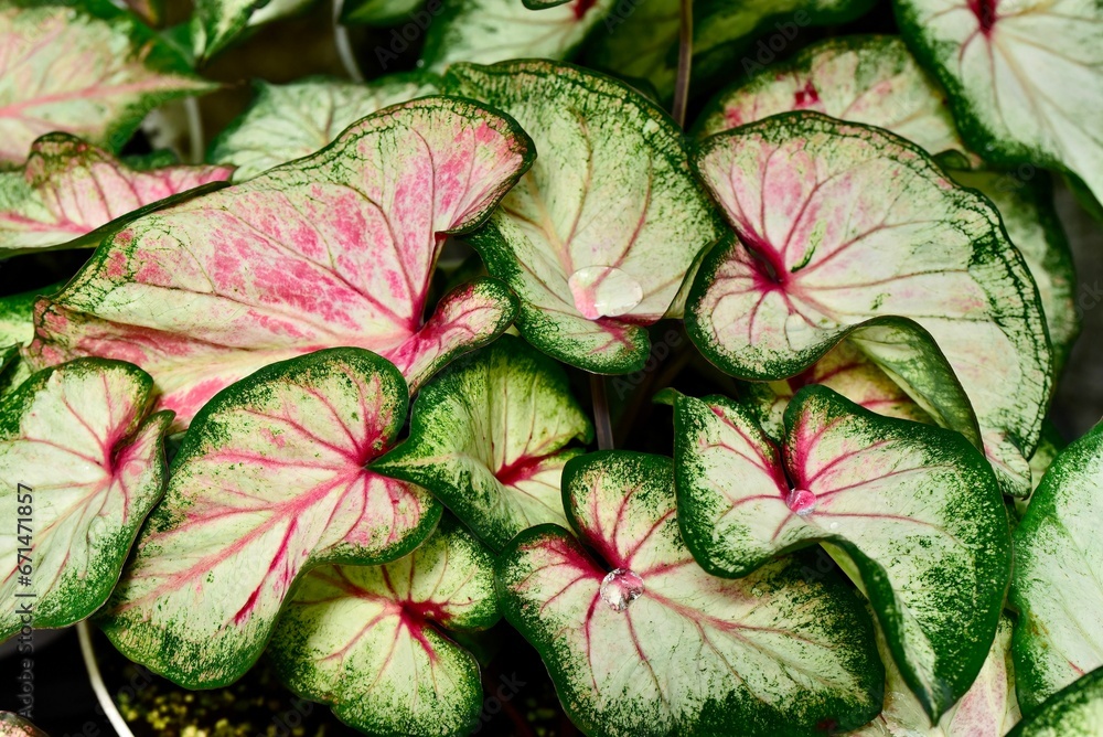 Fototapeta premium Close-up shot of Caladium Heart to Heart 'White Wonder'