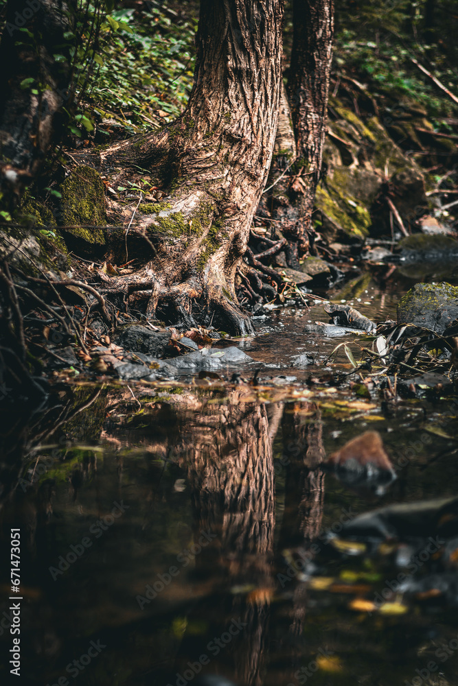 a tree reflected in the surface of a stream