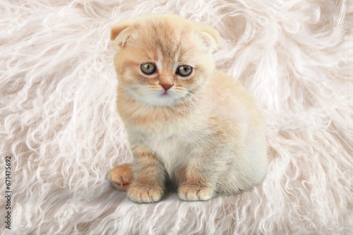 Cute small kitten sitting on the floor © BillionPhotos.com