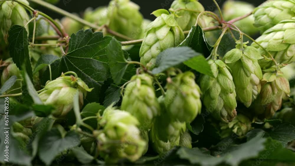 Macro shot of hop cones illuminated perfectly in the studio. Macro shot of hop cones illuminated perfectly in the studio.