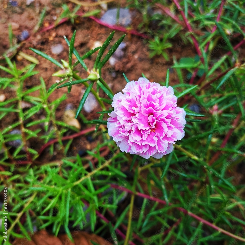 pink and white flower