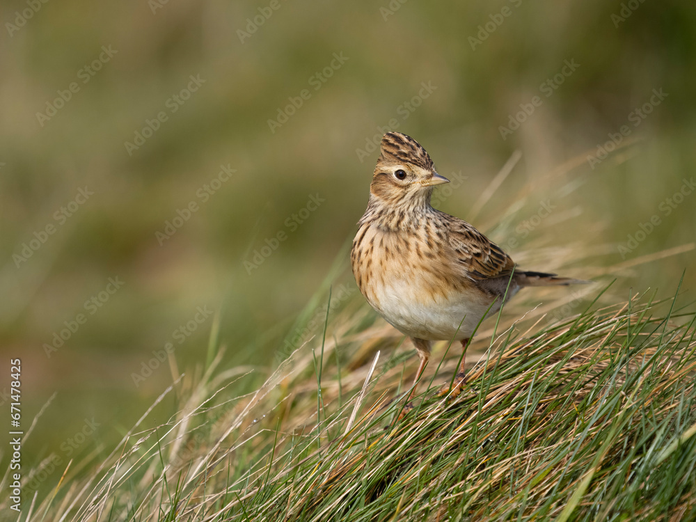 Skylark, Alauda arvensis Skylark, Alauda arvensis
