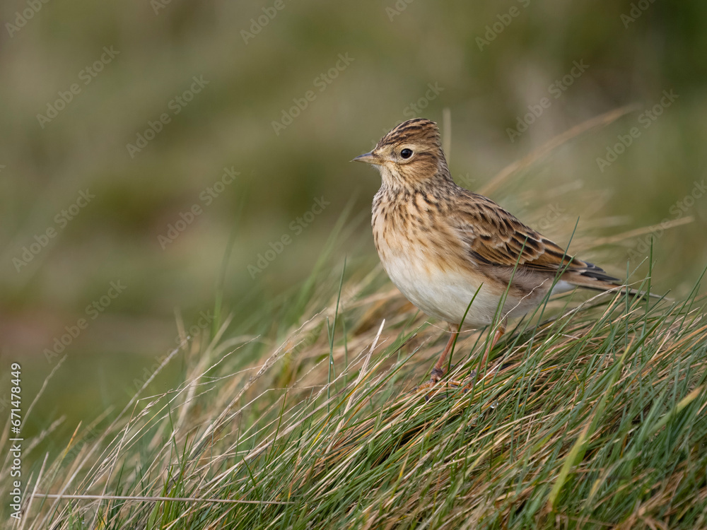 Skylark, Alauda arvensis Skylark, Alauda arvensis
