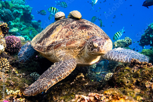Grüne Meeresschildkröte photo