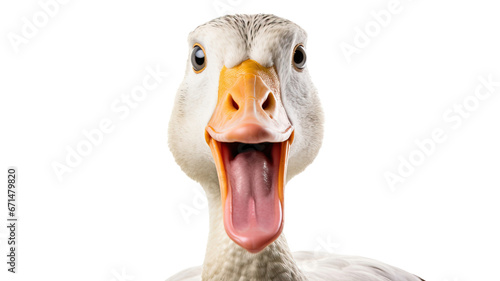 goose face shot isolated on white background cutout