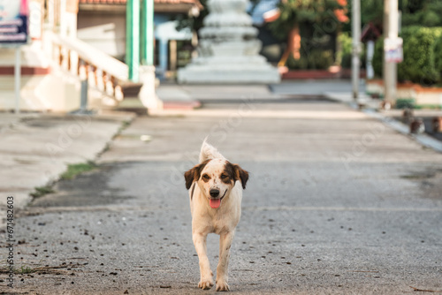 Lonely white brown stray dog walking on street in temple area