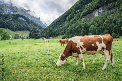 Herd of cow grazing on pasture and swiss alps in Seealpsee at Appenzell, Switzerland