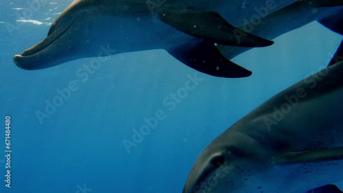 A Pod of Bottlenose Dolphins Swimming Through Crystal Clear Oceans - Underwater Close Up Shot photo