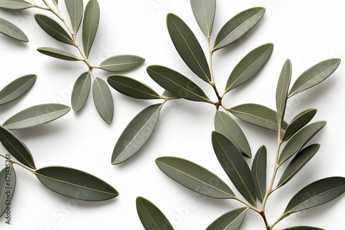 olive branch leaves on white background