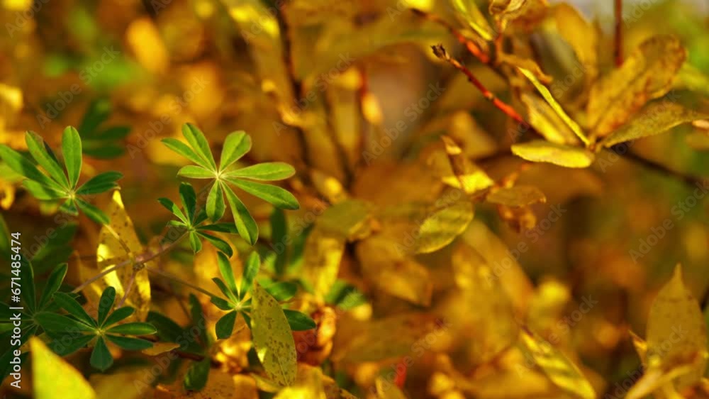 Macro perspective of foliage moved by mild wind, autumnal colorful leaves Macro perspective of foliage moved by mild wind, autumnal colorful leaves