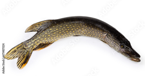 Freshly caught northern pike on a white background