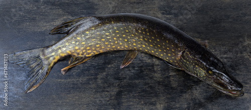 Freshly caught northern pike on a black surface