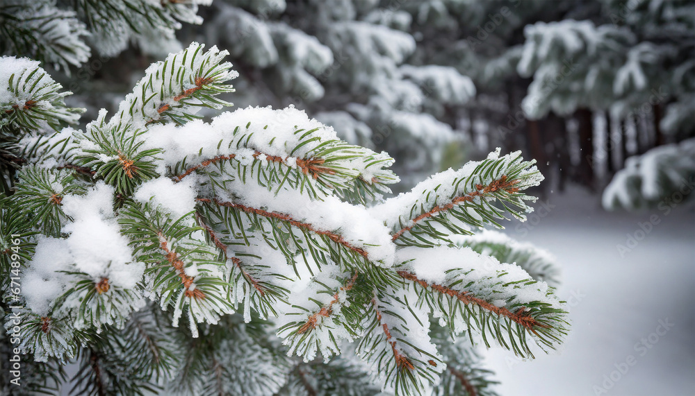 Snow-covered fir tree branch