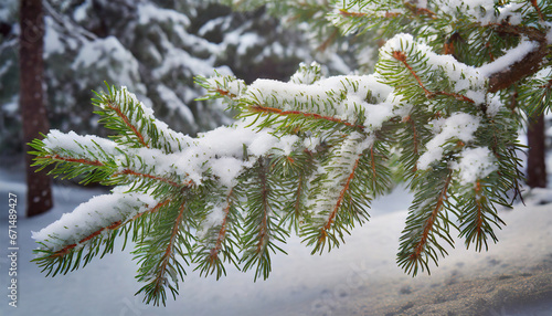 Snow-covered fir tree branch © Tatiana