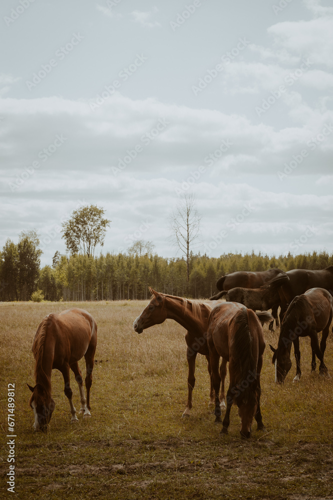 herd of horses