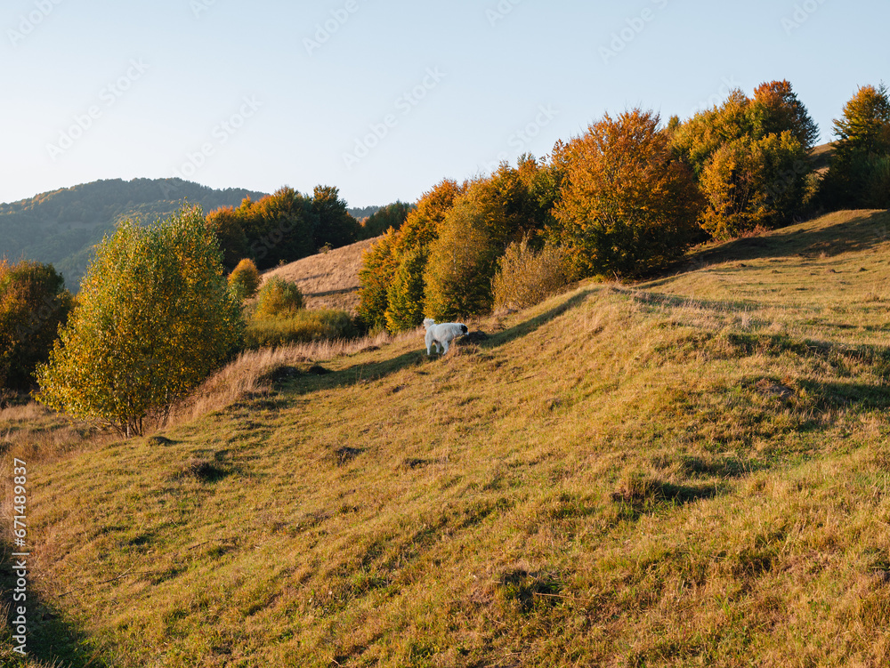 Village in Transcarpathia region scenic Carpathian mountains view Ukraine, Europe. Autumn countryside landscape fall spruce pine trees Pasture Eco Local tourism hiking Recreational activities Vacation