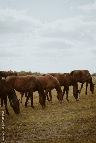 horses on the meadow © Viikster
