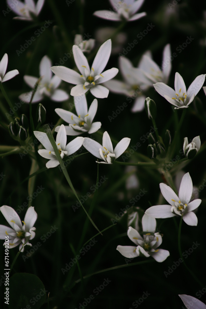Obraz premium white flowers on black background
