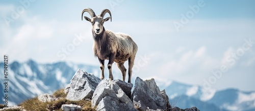 Fotografia Tatras stone hosts a lively mountain goat