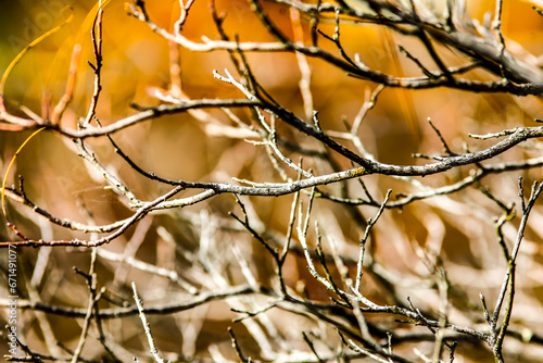 Detailed tree branches. HDR Image (High Dynamic Range).