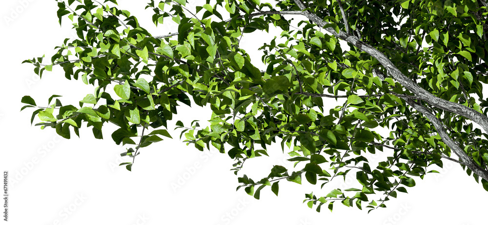 Isolate tree branches composition layout cutout on transparent backgrounds 3d render png Isolate tree branches composition layout cutout on transparent backgrounds 3d render png
