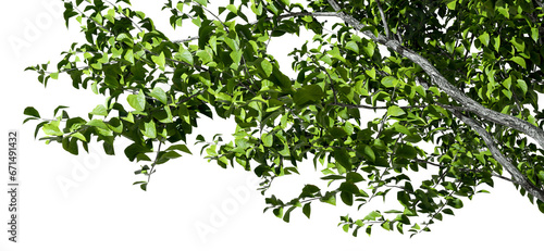 Isolate tree branches composition layout cutout on transparent backgrounds 3d render png