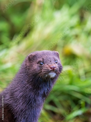Close up of a American Mink