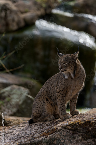 iberian lynx on the rocks