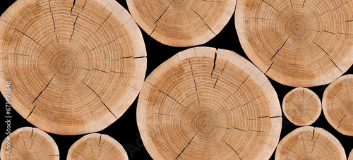 Wood texture. A section of a tree trunk. Oak background.