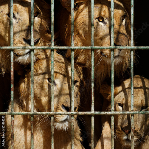 Lions et lionnes derrière les barreaux de leur cage photo