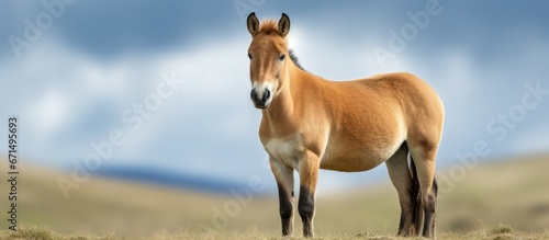 Picture capturing the Przewalski s Horse photo