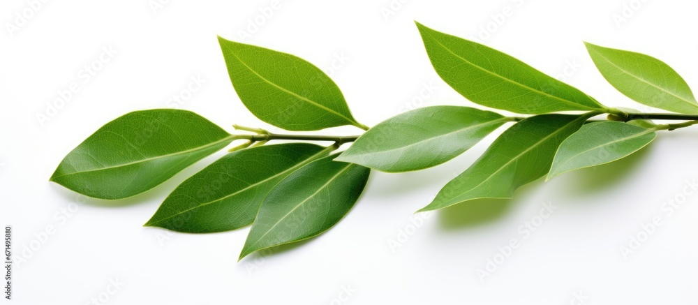 Fototapeta premium White isolated leaf of Cleistocalyx operculatus Syzygium nervosum