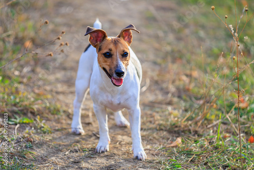 Cute Jack Russell Terrier dog enjoying a walk in the fresh air. Pet portrait with selective focus and copy space