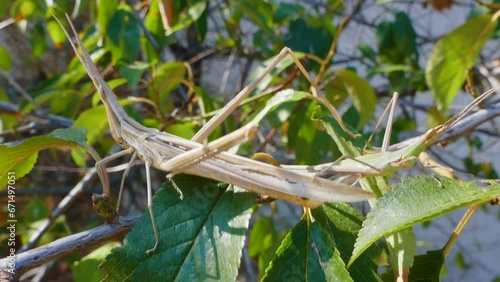 Predatory bush cricket (Saga pedo, small male) copulating in opposition to scientific opinion about parthenogenetic reproduction (only females exist and they breed by themselves) photo