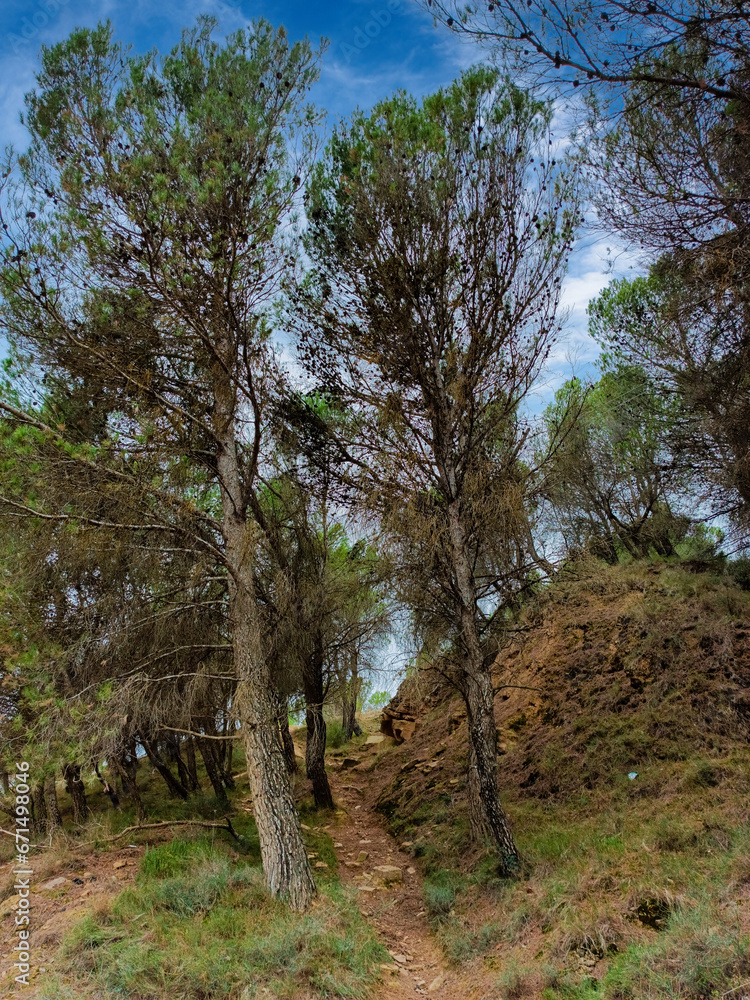 trees in the forest trees in the forest