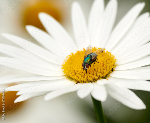 Common green bottle fly pollinating a white daisy flower. Closeup of one blowfly feeding off nectar from a yellow pistil center on a plant. Macro of a lucilia sericata insect and bug in an ecosystem