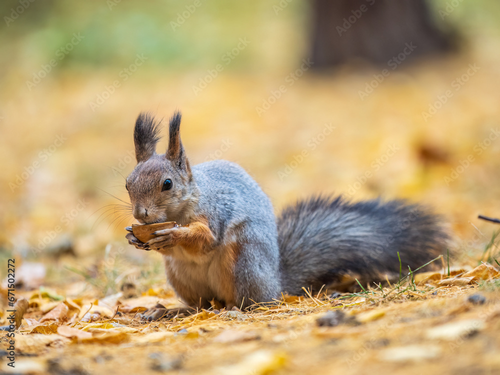 Autumn squirrel with nut sits on green grass with fallen yellow leaves