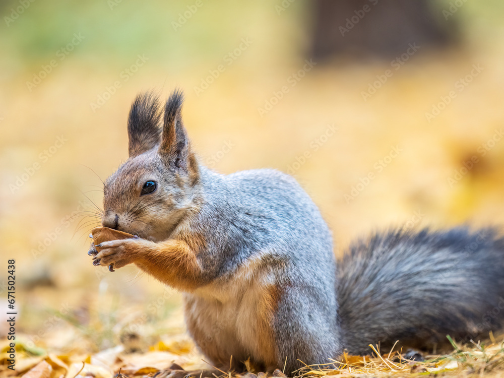 Autumn squirrel with nut sits on green grass with fallen yellow leaves Autumn squirrel with nut sits on green grass with fallen yellow leaves