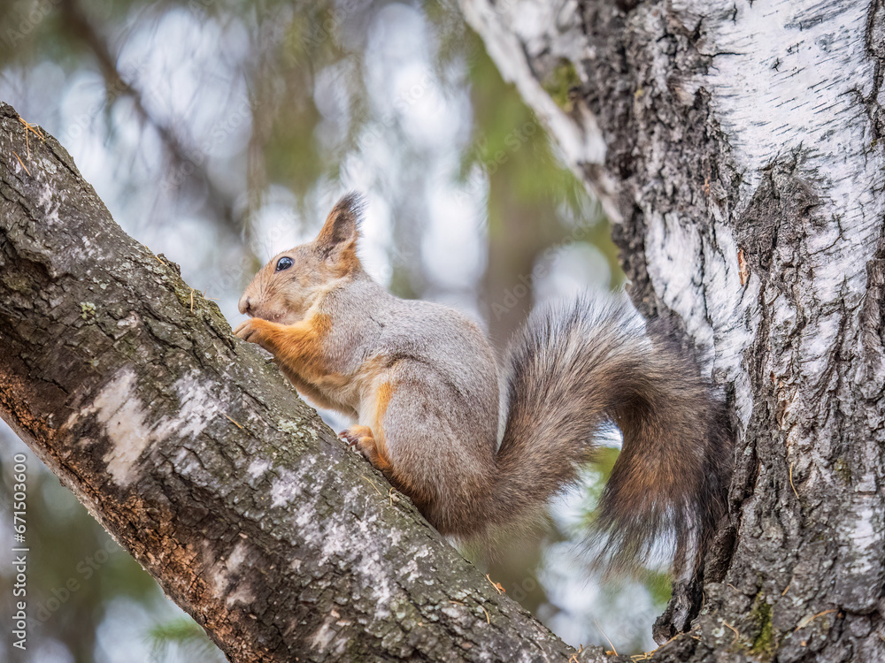 The squirrel with nut sits on tree in the autumn. Eurasian red squirrel, Sciurus vulgaris.