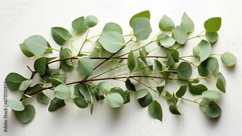 green leaves isolated on a white background