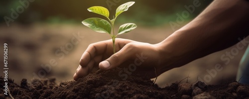 Close up of a hand holding a small tree for planting, Concept of Sustainability and reforestation for Earth Day. Generative AI