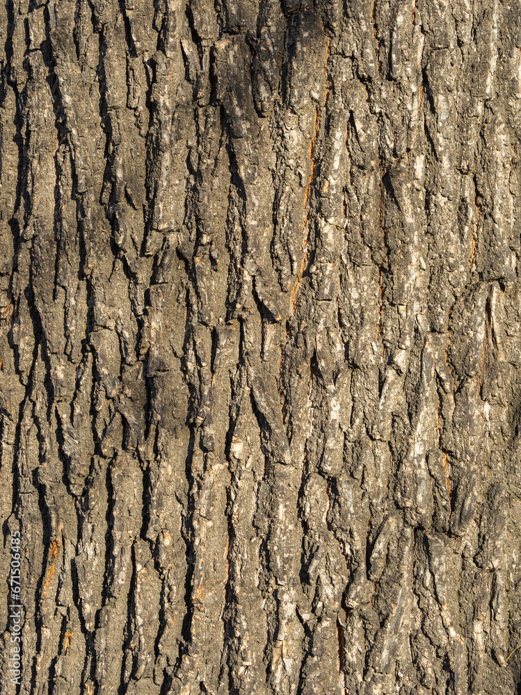 Bark texture and background of a old tree trunk. Detailed bark texture. Bark texture and background of a old tree trunk. Detailed bark texture.
