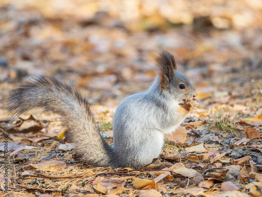 Autumn squirrel with nut sits on green grass with fallen yellow leaves Autumn squirrel with nut sits on green grass with fallen yellow leaves