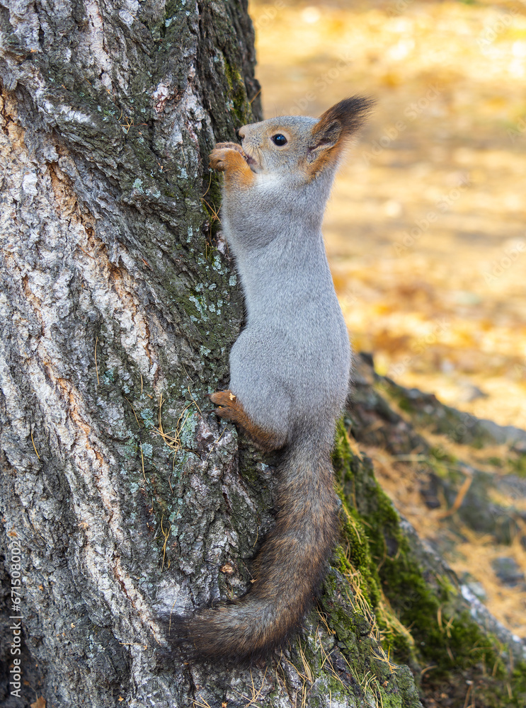 The squirrel with nut sits on tree in the autumn. Eurasian red squirrel, Sciurus vulgaris. The squirrel with nut sits on tree in the autumn. Eurasian red squirrel, Sciurus vulgaris.
