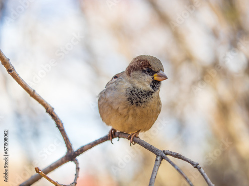 Sparrow sits on a branch without leaves.