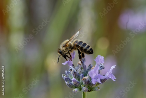 Close up macro shot of a bee looting a flower in nature with selective focus and selective blur © Patrick