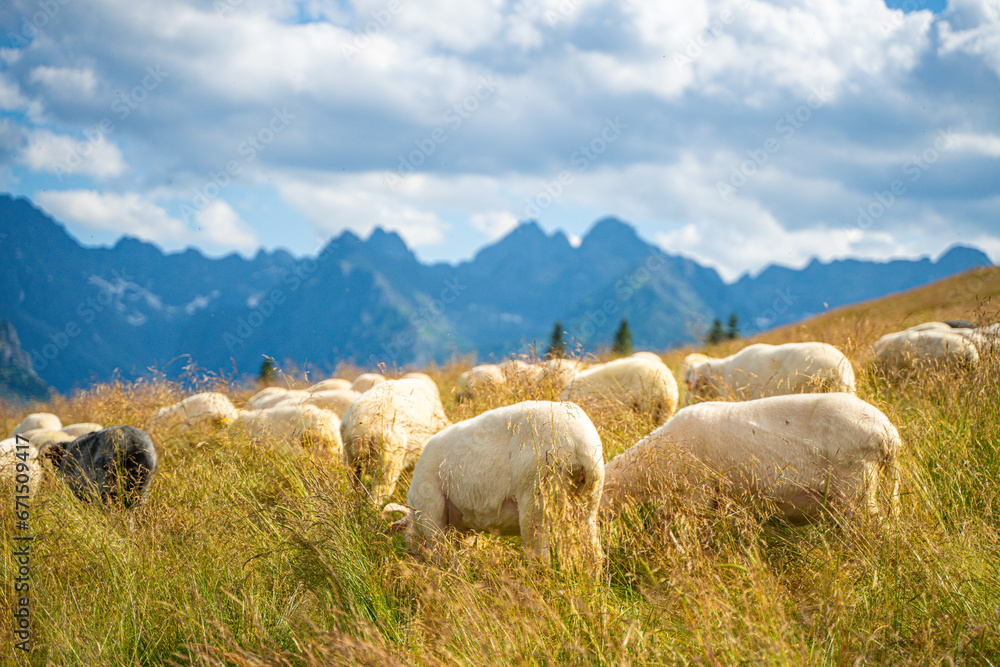 Obraz premium Rusinowa Glade, a serene spot in Tatra National Park, comes alive in summer. A local highlander herds sheep amidst the stunning vistas, offering an authentic glimpse into the region's traditions.