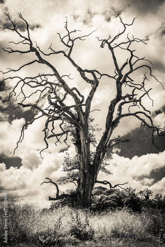 Dead Tree at llandeilo photo